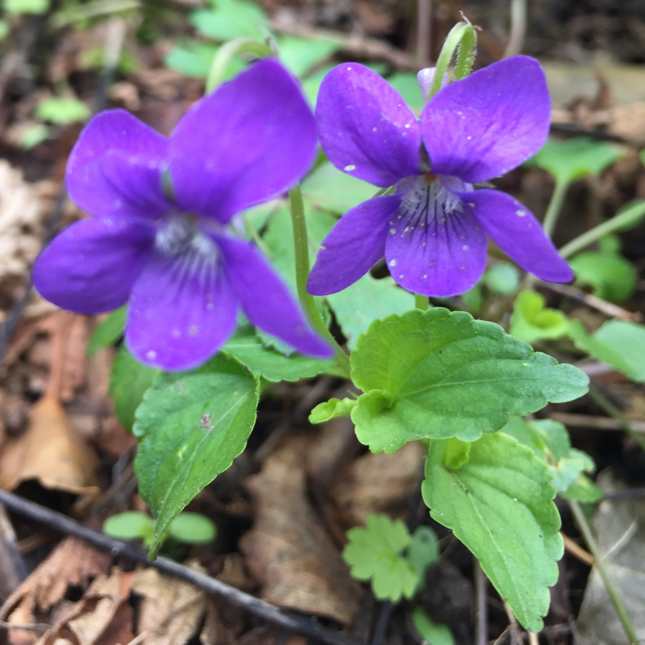 Violets in the Spring