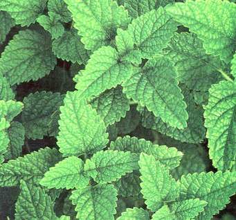 Lemon Balm