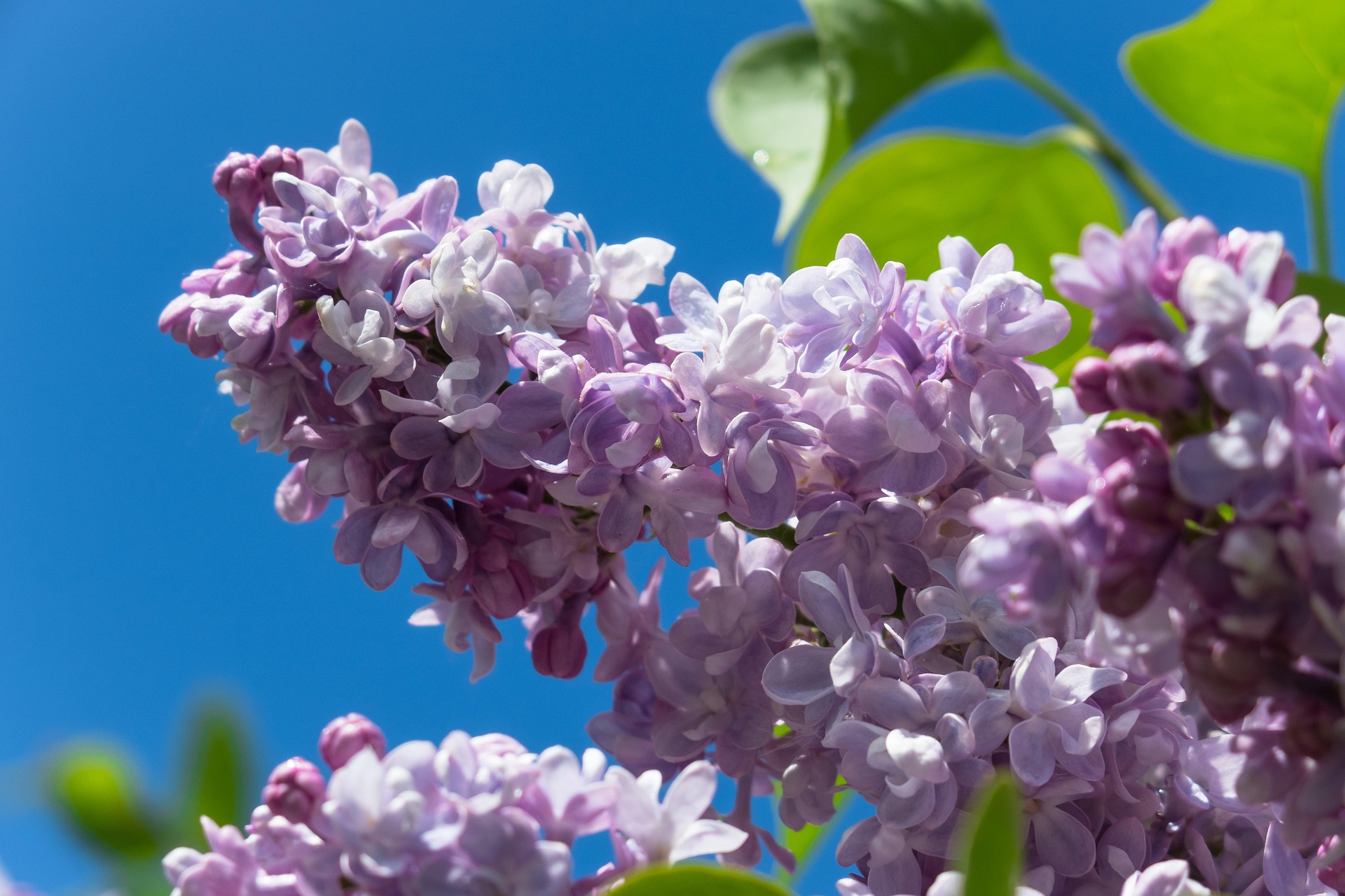 Herb in a Vase – May