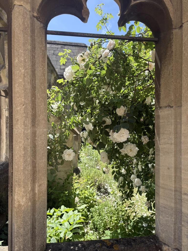 Gloucester Roses