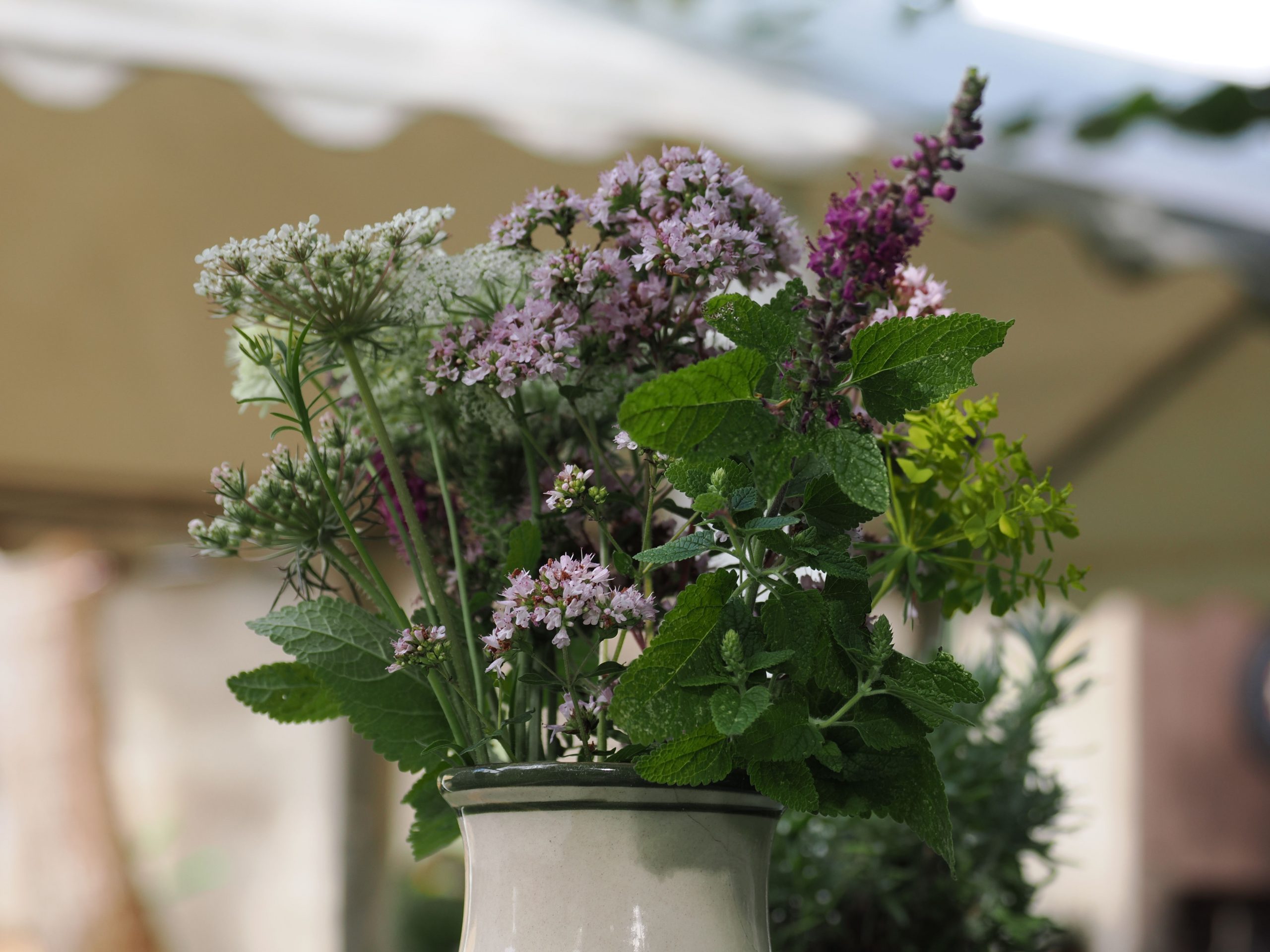 Herb in a vase – July